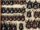 a lot of beetles that are on display in a box
