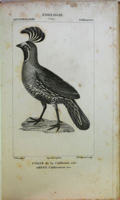 un vieux livre sur lequel est posé un oiseau