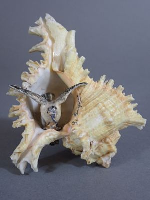 Souvenir du Tréport. Coquillage murex à décor d'une mouette …