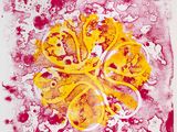an image of a painting of a yellow flower on a pink background