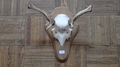 Massacre de cerf (Cervus Elaphus), tête bizarde sur plaque d…
