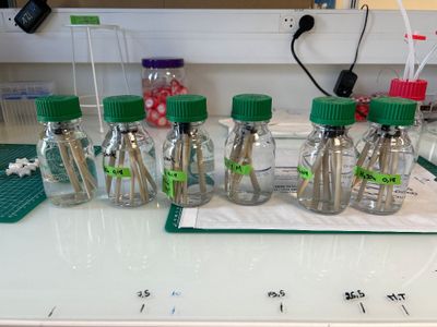 Électrodes de référence