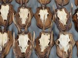 de nombreux crânes de cerfs exposés sur une table