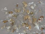a lot of shells in the bags on the table