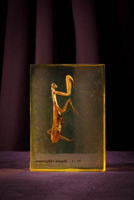 an insect in a glass box on a purple cloth
