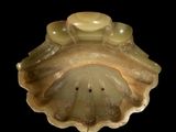 an image of a close up of a shell on a black background