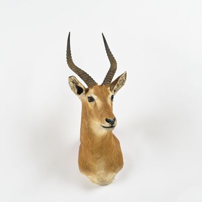 une tête d'antilope accrochée au mur sur un fond blanc
