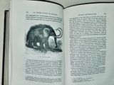 un livre ouvert dans lequel figure l'image d'un mammouth