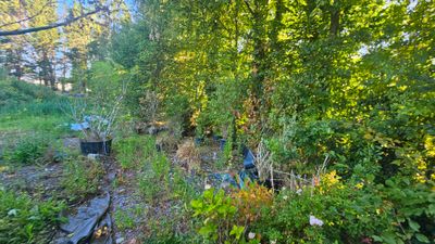 beaucoup d'arbres qui poussent dans les bois