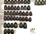 a lot of bugs that are hanging on the wall