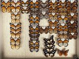a lot of butterflies that are on display in a box