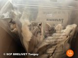 a bag of dog food that is in a box