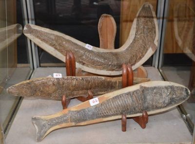 trois espèces différentes de poissons exposées dans une vitrine en verre