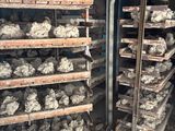 beaucoup de nourriture qui se trouve sur les étagères de la pièce