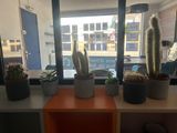 three potted cacti on a shelf in front of a window