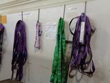 several purple and green leashes hang on a wall in a room