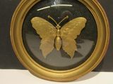 une photo d'un papillon dans un cadre doré