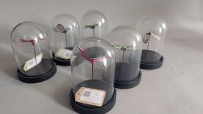 five glass cloches with a bird inside of them