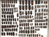 a lot of bugs that are on display in a white frame
