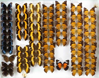 de nombreux types de papillons exposés dans une vitrine
