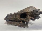 an image of a small animal skull sitting on top of a white surface