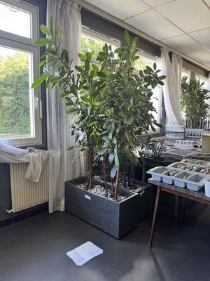 de nombreuses plantes en pot sur la table dans la pièce