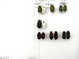 a lot of beetles that are on the wall