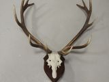 une tête de cerf avec des bois accrochée au mur