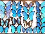 a lot of blue butterflies in a wooden frame