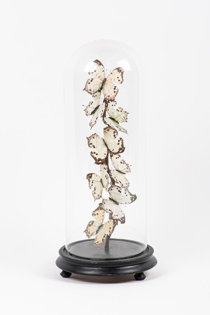 Objets d'art & Curiosités