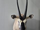 a antelope head mounted on a wall in a room