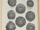 an open book with a bunch of shells on it
