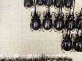 a lot of beetles that are on display in a display case