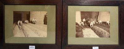 Deux photos anciennes représentant le travail dans les champ…