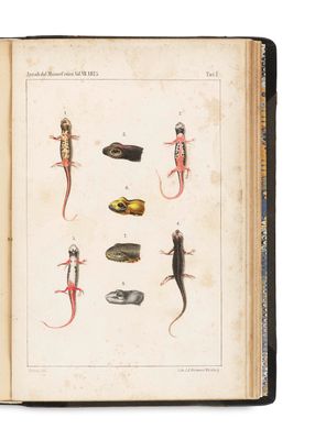 un livre ouvert sur lequel figurent des illustrations de lézards et d'autres animaux