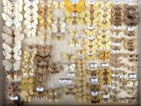 many different types of butterflies displayed in a box