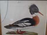 a picture of a duck that is on display in a frame