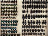 many beetles on display in a display case