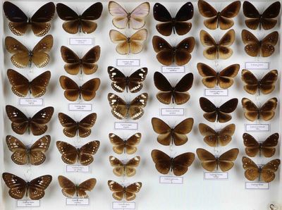 de nombreux types de papillons différents présentés dans une vitrine