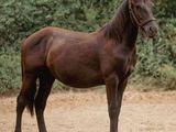un cheval brun dans un champ, avec des arbres en arrière-plan