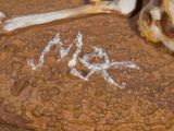 a close up of a skull and a spoon on a table