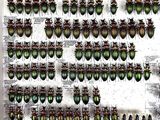 many beetles that are on display in a display case