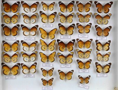 de nombreux papillons dans une vitrine, accompagnés d'étiquettes