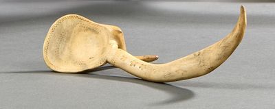 une défense d'éléphant posée par terre