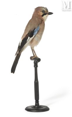 a small bird that is sitting on top of a pole