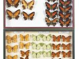 two boxes of butterflies with different colors and sizes in them