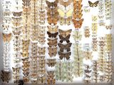 a lot of butterflies that are on display in a white frame