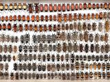 an image of a display case filled with lots of different types of bugs