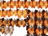 many orange and black butterflies on display in a glass case