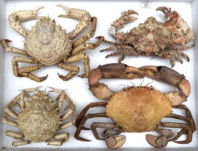a lot of crabs that are in a white box